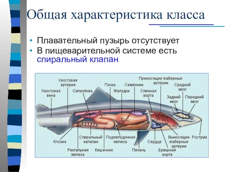 Плавательный пузырь щуки. Гидростатический аппарат у хрящевых рыб. Плавательный пузырь отсутствует у. Плавательный пузырь у акул отсутствует. Плавательный пузырь у хрящевых рыб.