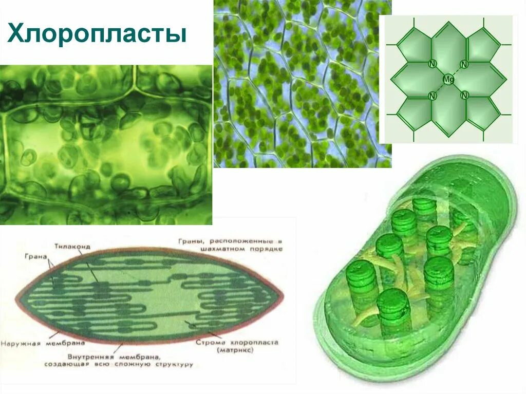 В каких клетках расположена основная масса хлоропластов. Строение хлоропласта Ламелла. Строение листа хлоропласты. Хлоропласты хлоропласты.