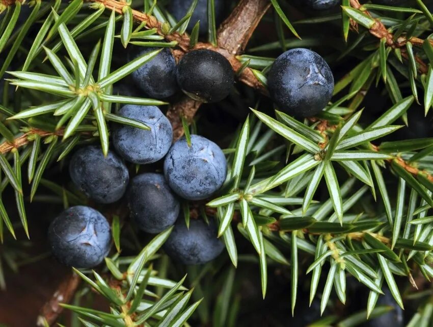 можжевельник обыкновенный ягоды. можжевельник обыкновенный верес. можжевельник карельский. можжевельник кушают. шишкоягоды можжевельника.