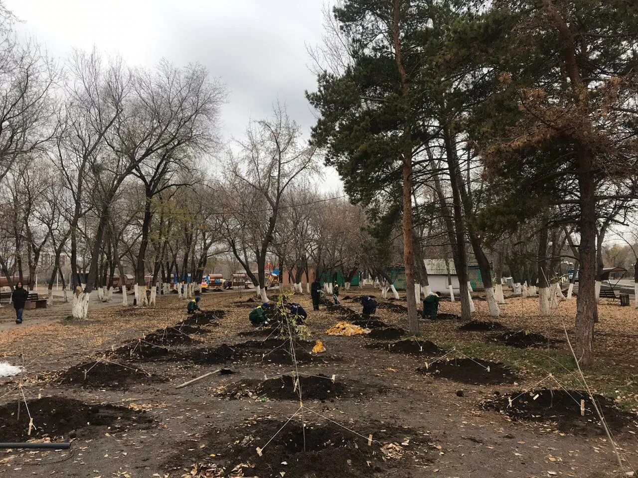 дзельква дерево. букетная посадка деревьев. караганда дерево. тополь берлинский пирамидальный. караганда дерево.