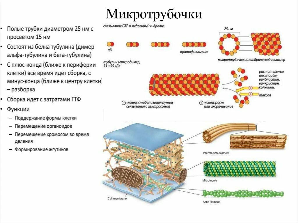 4 микротрубочки. Микротрубочки растительной клетки. схема строения микротрубочек. микротрубочки функции кратко. функции органоидов микротрубочки.