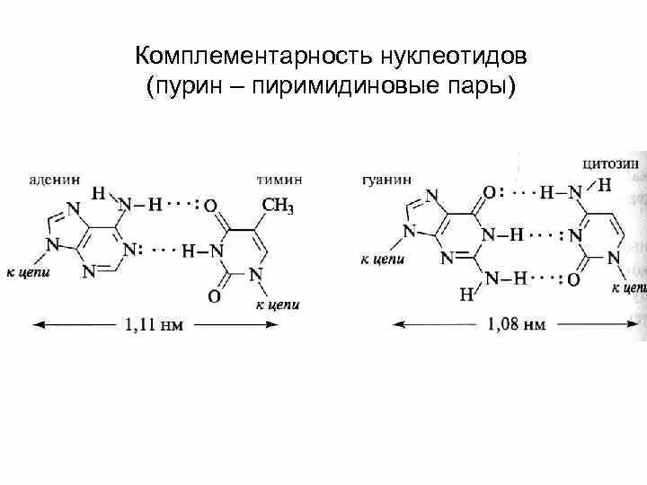 Комплементарность нуклеотидов ДНК. Комплементарные пары нуклеотидов. Комплементарные нуклеотиды РНК. Комплементарное соединение нуклеотидов ДНК.