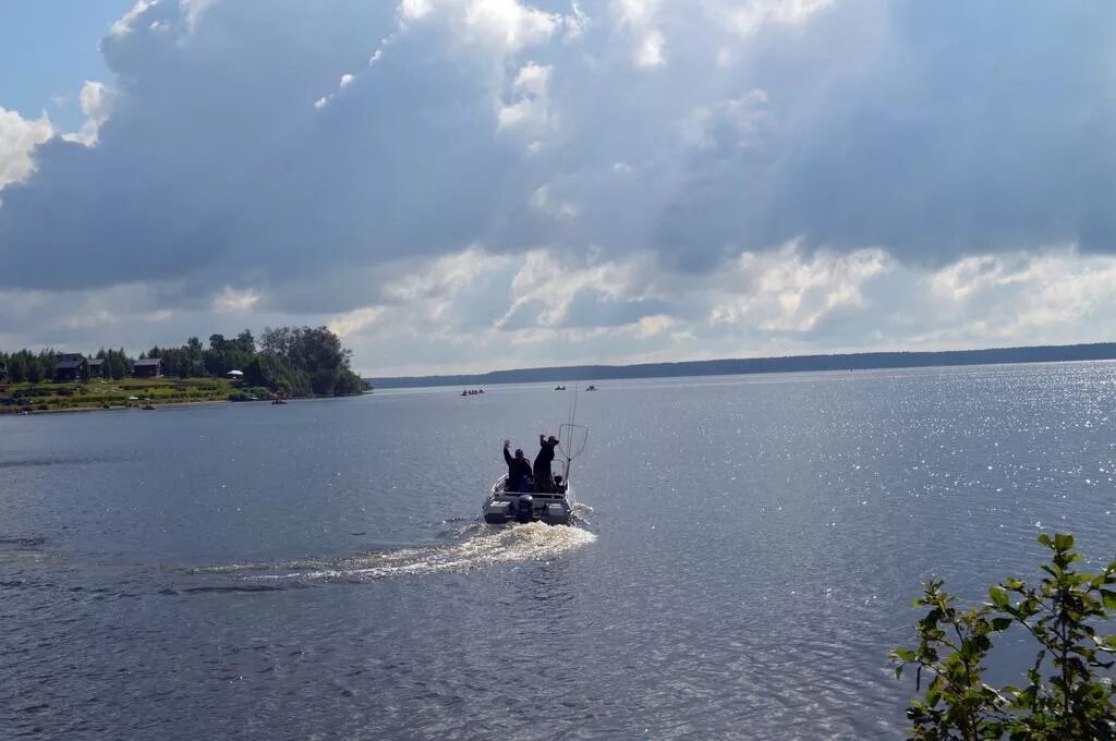 Характеристика рыбинского водохранилища. Рыбинское водохранилище рыбалка. Рыбинское озеро. Белоомут Рыбинское водохранилище. Крестцы Рыбинское водохранилище.