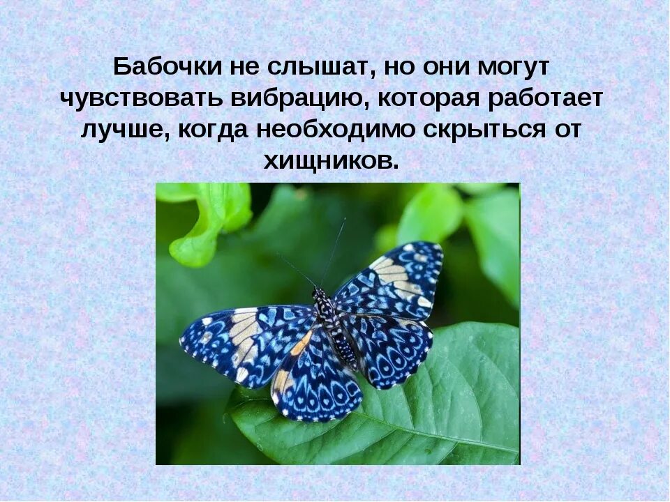 Рассказ о бабочках 2 класс. Доклад про бабочку. Факты о бабочках. Интересеные факт ыо баочках. Самые интересные бабочки.