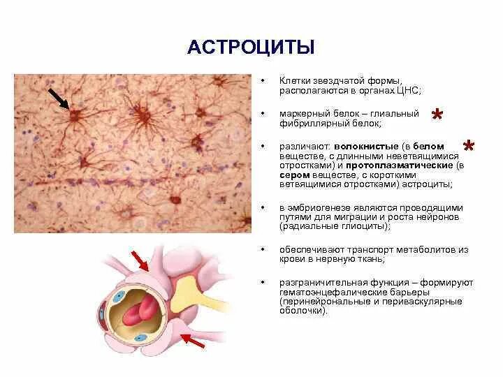 Глиальные клетки нервной ткани препарат. Клетки нервной ткани астроцит. Звездчатая форма клетки. Клетки глии астроциты.