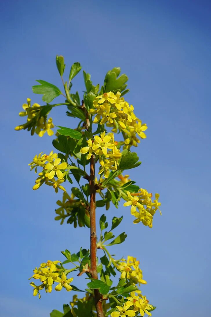 Смородина золотистая (ribes aureum). Смородина золотистая (ribes aureum). Смородина золотистая (ribes aureum). Йошта куст. Смородина цветет желтыми цветами.