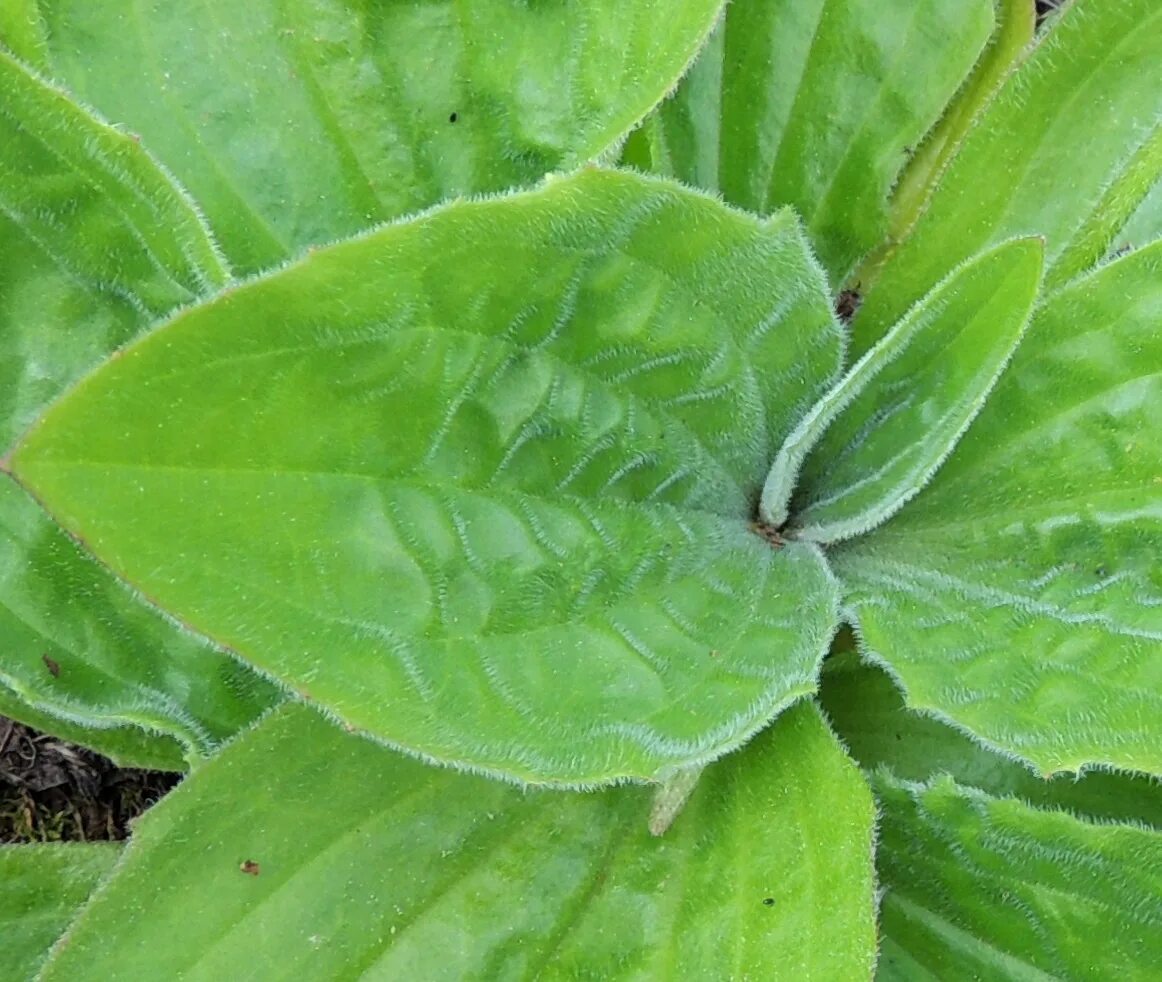 Подорожник оленерогий. Подорожник Крашенинникова. Подорожник Major variegata. Салатный подорожник оленерогий. Подорожники 7