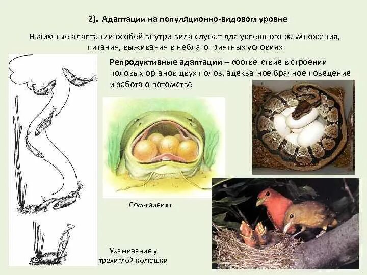 Популяционно видовая адаптация. Суть популяционно-видовой адаптации. Популяционно видовая адаптация видовой. Типы адаптации животных. Половая адаптация