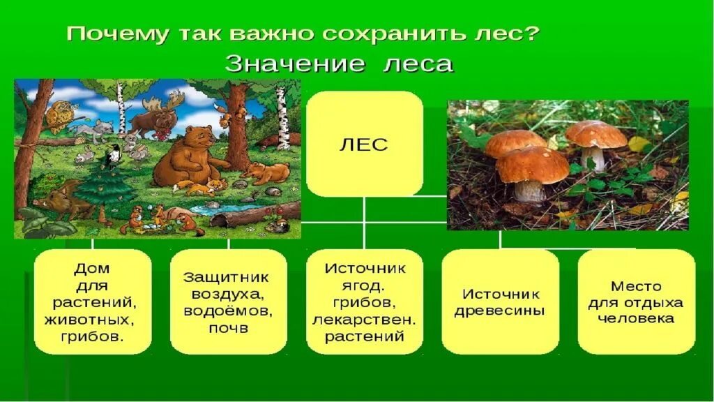 Жизнь леса 2 класс окружающий мир. Роль лесов в жизни человека. Роль леса в природе и жизни людей. Значение леса в жизни человека. Значение лесов в природе и жизни человека.