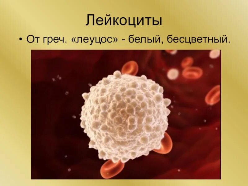 Лейкоциты человека. Тромбоциты в крови. Продолжительность жизни лейкоцитов в крови человека. Лейкоциты это кратко. Тромбоциты.