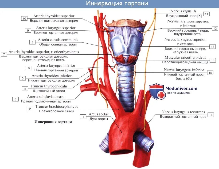 Возвратный гортанный нерв иннервация. Щитовидная железа и возвратный гортанный нерв. Схема возвратного гортанного нерва. Левый возвратный гортанный нерв.