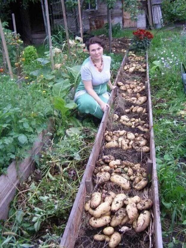 На даче вырос. Лядов теплые грядки. Огород Курдюмов грядки. Картошка на грядке.