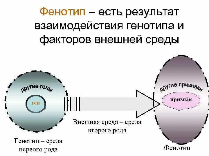 Нормальный фенотип. Нормальный фенотип