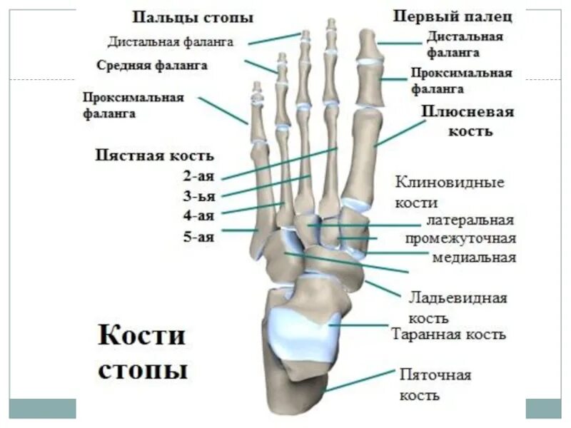 Фаланги пальцев тип соединения. Анатомия проксимальной фаланги стопы. анатомия дистальная фаланга 1 пальца стопы. проксимальная фаланга 1 пальца стопы. кости 1 пальца стопы анатомия.