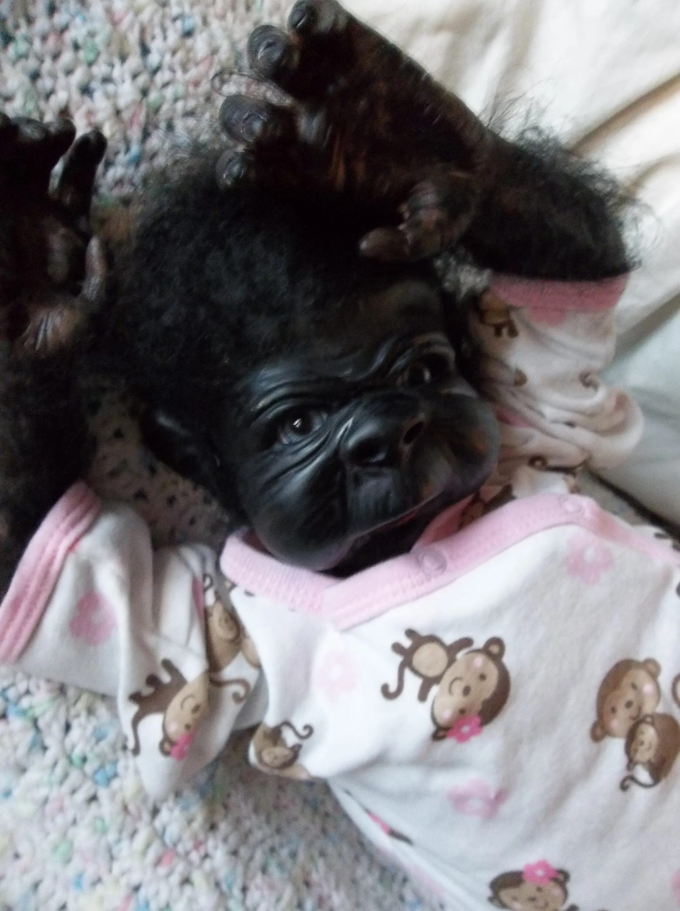 Куклы животные реборны. Реборн животные. Реборн собачка. Реборн мопс собачка. Реборн собачка.