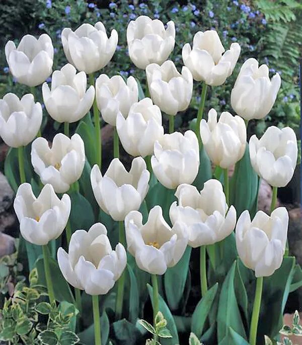 Тюльпан уайт прауд. Тюльпан кембридж бахромчатый. Тюльпан уайт маунтин. Тюльпан snowhill. Тюльпан сноу хилл.