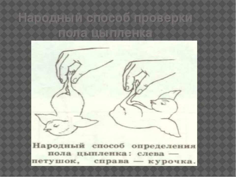 Как определить петух или курица. Как определить пол цыпленка. отличить петушка от курочки. как отличить петуха от курицы. как отличить курочка от питух.