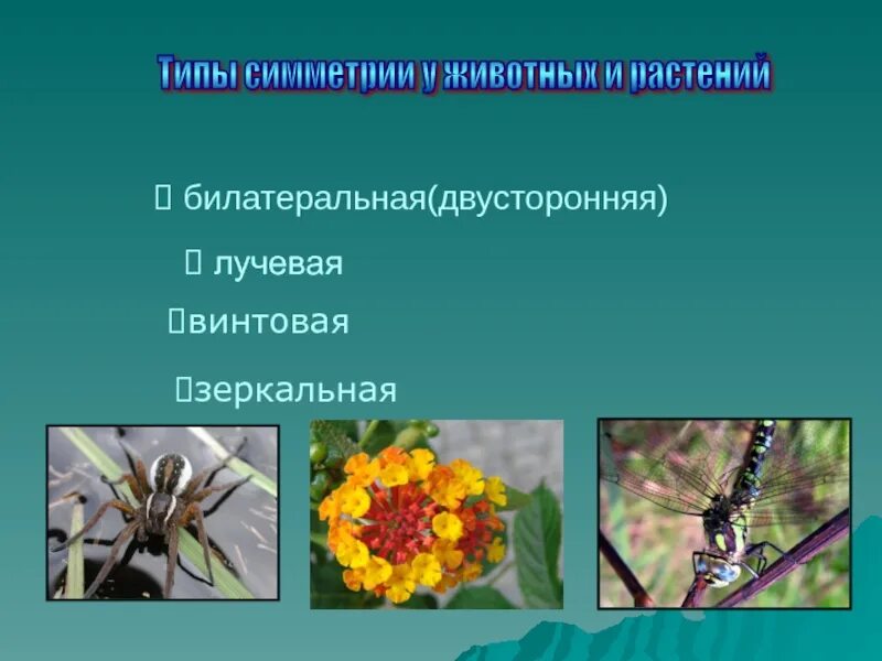 Тип симметрии животного птицы. Билатеральная симметрия в природе. типы симметрии растений. билатеральная симметрия у растений. осевая симметрия в растениях.