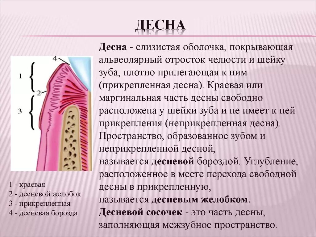 Строение слизистой десны. Люнд слизистой оболочки