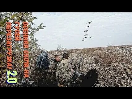 Охота на гуся осенью видео