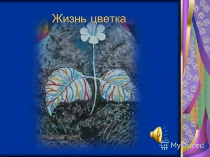 Неизвестный цветок жизнь цветка