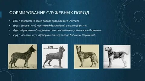 Служебные породы собак