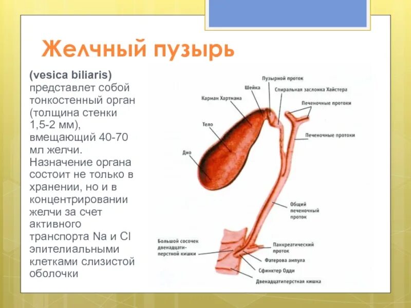 Слизистая оболочка желчного пузыря. Желчный пузырь (Vesica Biliaris). Строение стенки желчного пузыря гистология. Строение желчного пузыря слои. Vesica желчный пузырь.