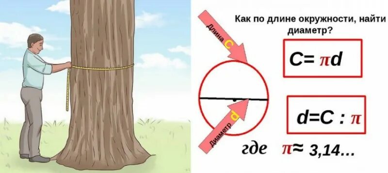 Возраст по диаметру ствола