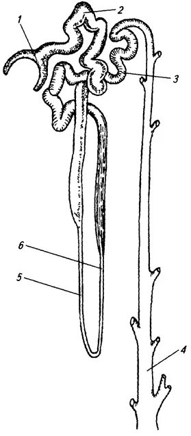 На рисунках изображены нефроны крысы и верблюда. Изображено строение нефрона. На рисунке изображена схема нефрона. Строение нефрона гистология. На рисунках изображены нефроны крысы и верблюда.