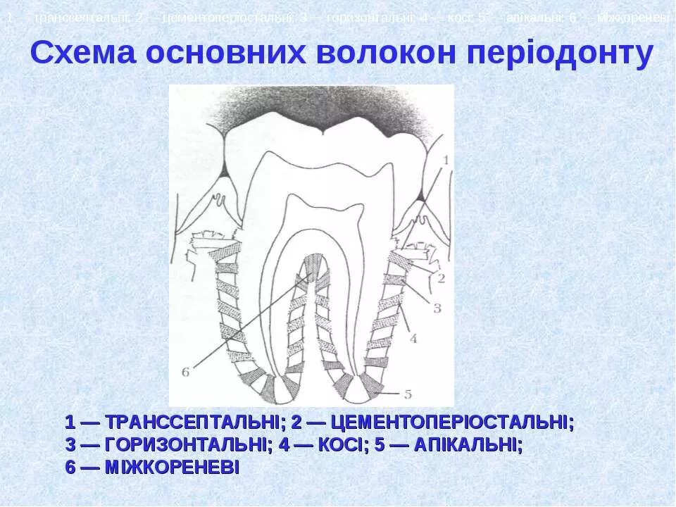 Особенности расположения волокон в разных отделах периодонта Периодонт особенности строения