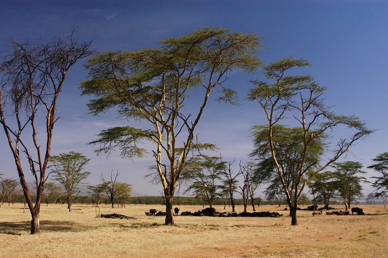 Саванной восточной африки. Кения Саванна. Климат саванн и редколесий Африки. Редколесья в Танзании. Саванны и редколесья Южной Америки растения.