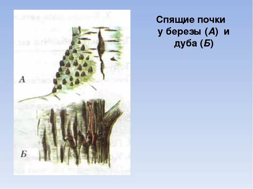 Пробудить спящие почки. Спящие почки у березы. Спящие почки. Спящие почки у деревьев и кустарников. Спящие почки растений.