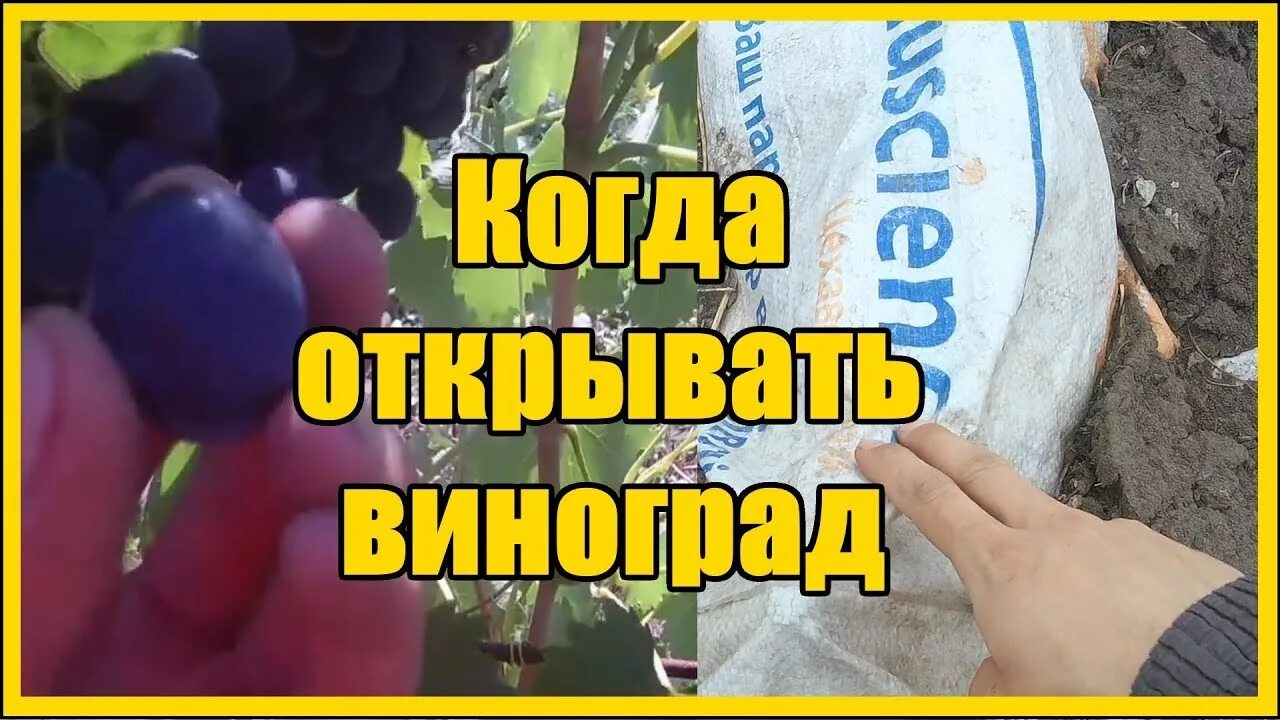 Когда открывать виноград. Раскрывают виноград. Когда открывать виноград весной. Когда открыть виноград после зимы. Когда нужно открывать виноград