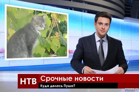 Строчные новости