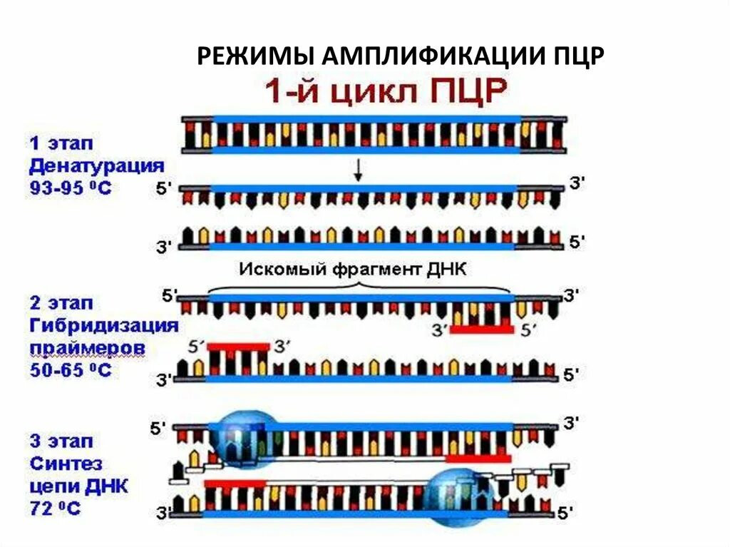 Полимеразная цепная реакция результат. Полимеразная цепная реакция этапы. . Полимеразная цепная реакция (ПЦР). Этапы. Этапы цикла ПЦР. Амплификация ДНК схема.