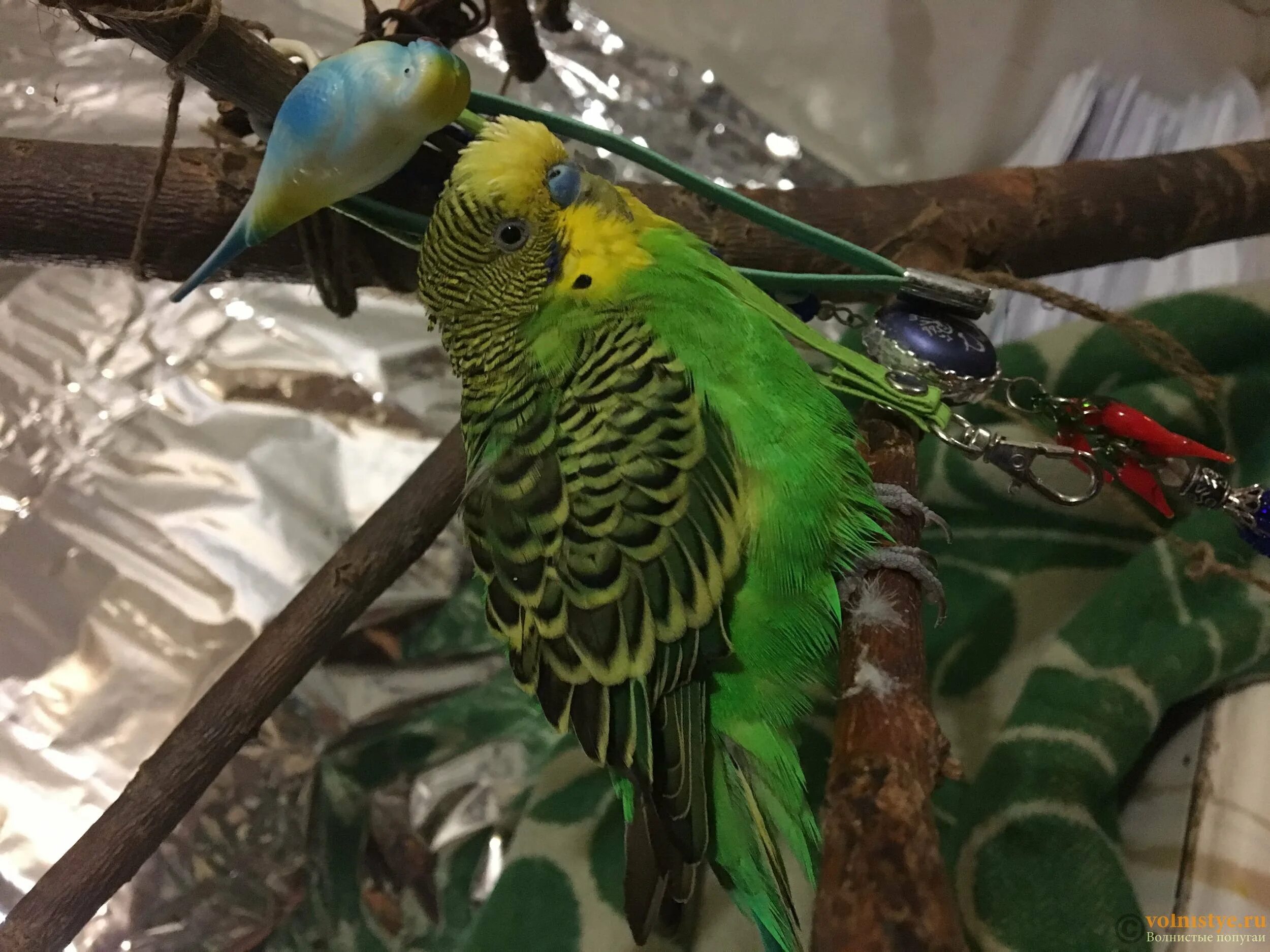 Волнистый попугай опалин. Розовобрюхий травяной попугайчик. Попугаи волнистые попугайчики. Коричные волнистые попугаи. Коричневый волнистый попугай.