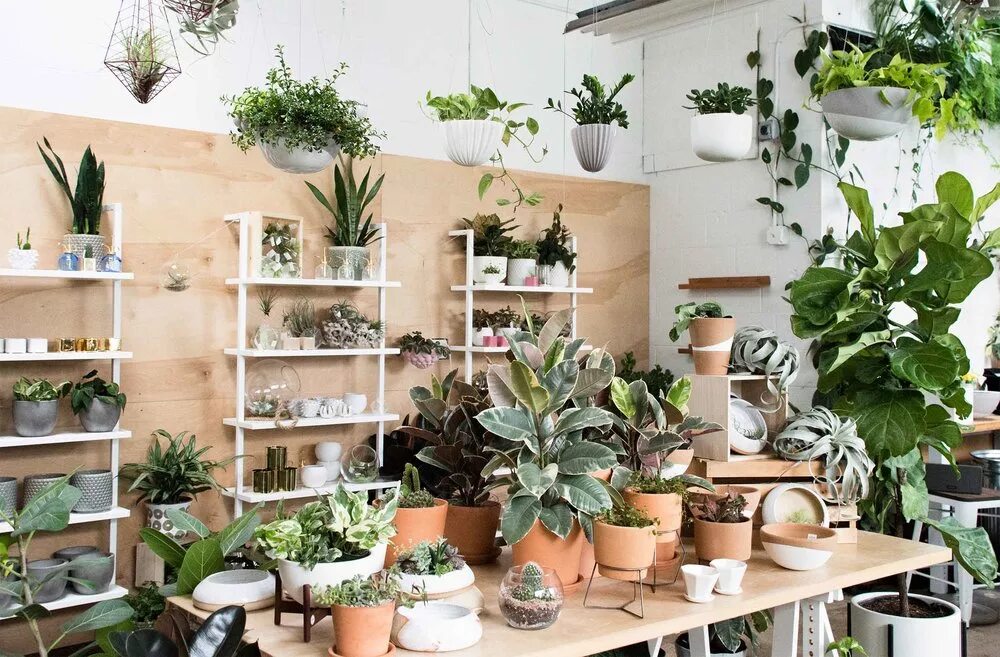 комнатные цветы в интерьере. филодендрон монстера. офисные цветы. салон красоты в стиле джунгли. Lechuza classico 35.