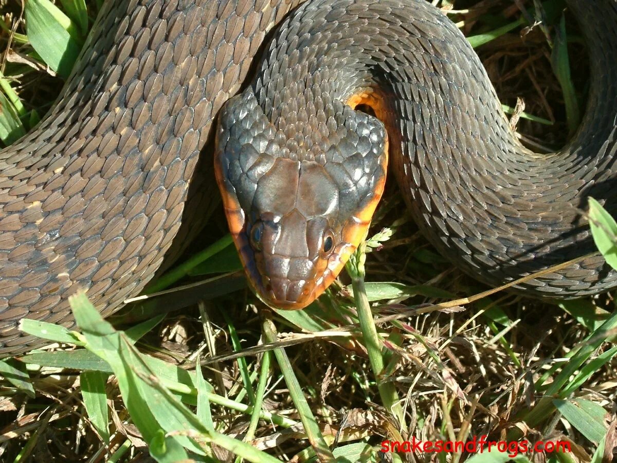 гадюка обыкновенная и уж обыкновенный. змеиная голова сверху. гадюка обыкновенная голова. уж и гадюка. гадюка и уж сходство и различия.