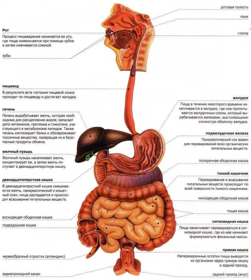 Из каких отделов состоит пищеварительный тракт. Анатомическое расположение органов пищеварения. Пищеварительная система человека схема. Схема расположения органов пищеварительной системы. Система ЖКТ человека схема.