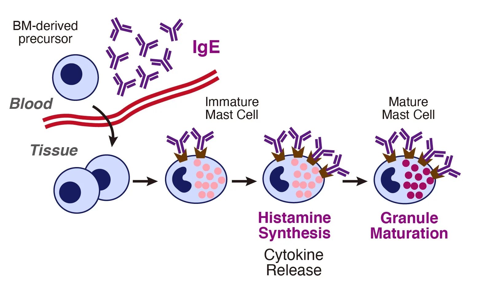 Гистамин клетки. Ige и тучные клетки. ige mast cells. тучные клетки иммунология. гистамин мультяшный.