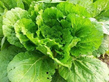 Китайская листовая капуста