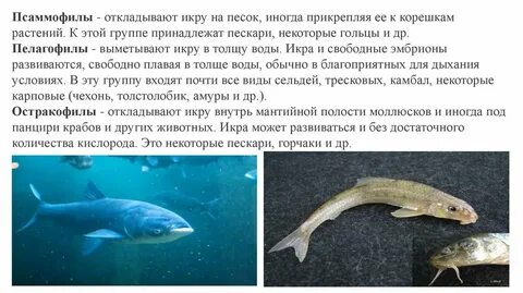 Приспособления рыбы к плаванию