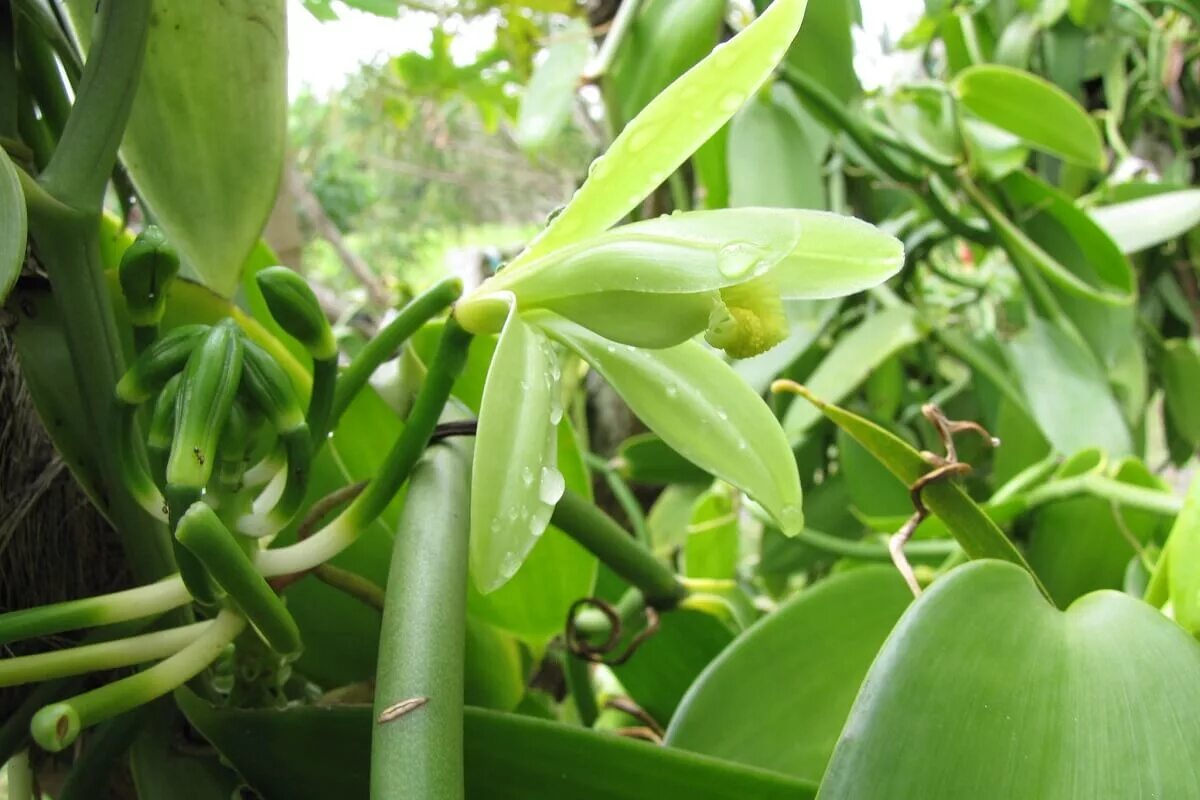 Vanilla planifolia. Vanilla planifolia стручки. Vanilla planifolia albomarginata.. Vanilla planifolia, л.