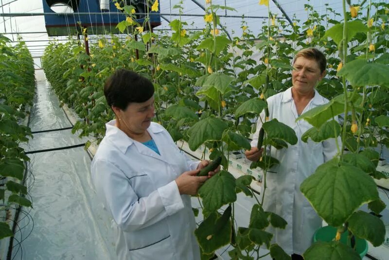 Какое практическое значение имеет процедура для овощевода