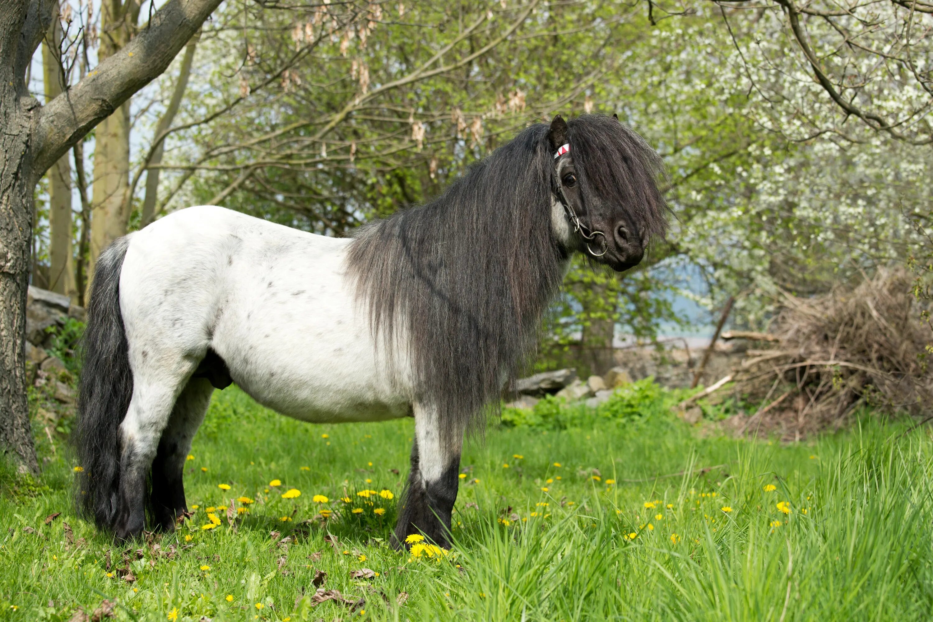 Pony фото. Чинкотигский пони. Эксмурский пони. Шетлендский пони. Лошади и пони.