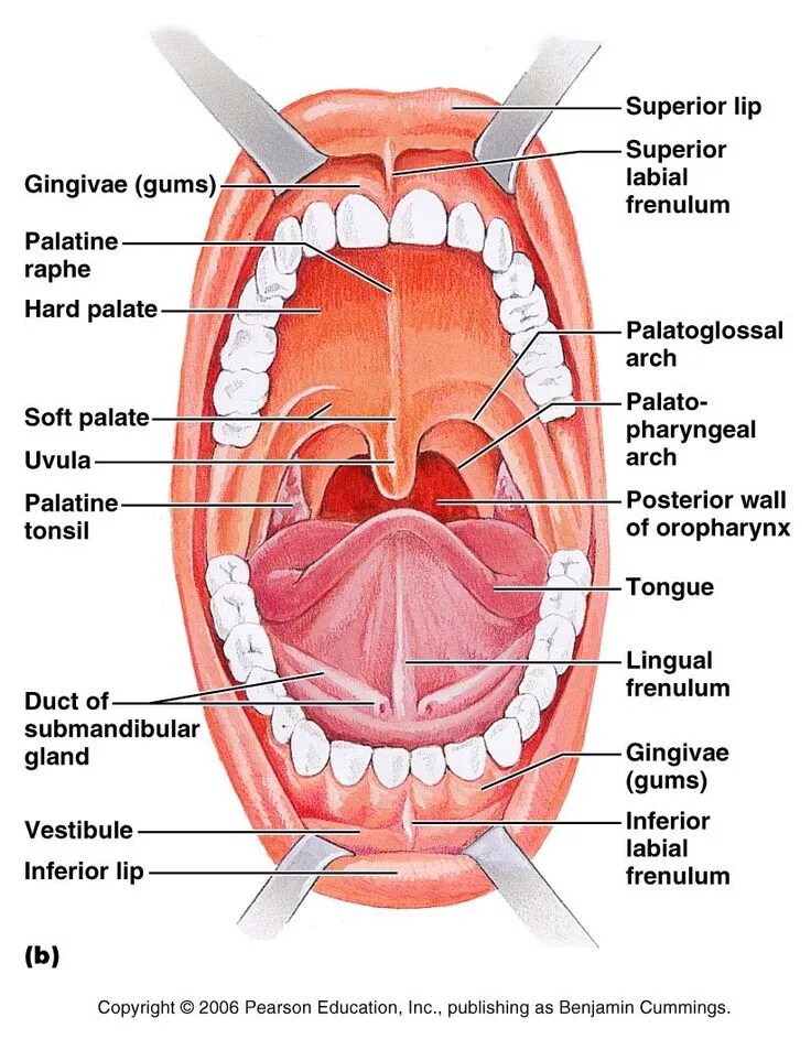 Структуры полости рта. Ротовая полость анатомия латынь. Ротовая полость анатомия Синельников. Стенки ротовой полости анатомия. Ротовая полость анатомия без подписей.