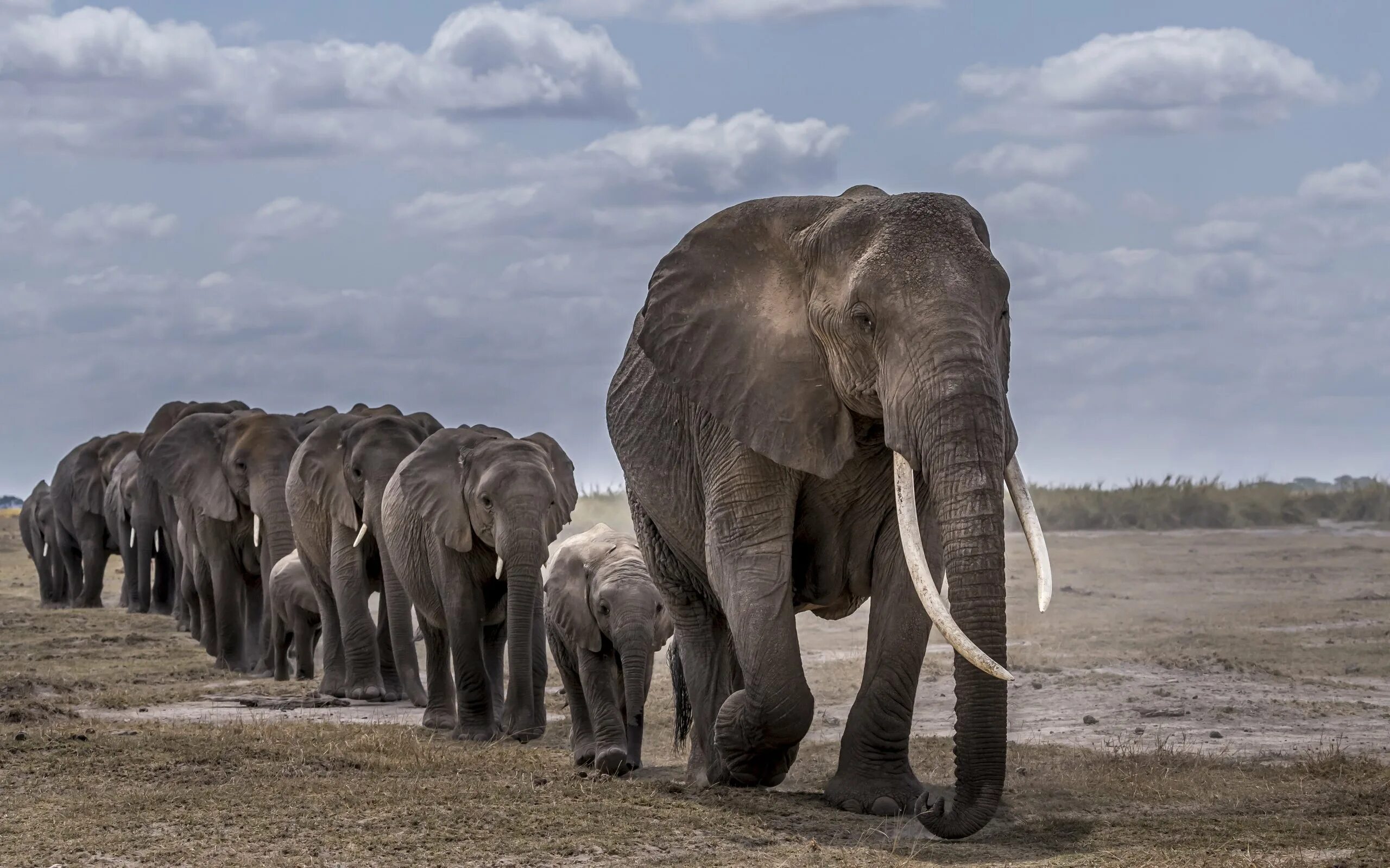 Африканский саванский слон. Африканский слон слон. Mammuthus sungari. Саванный слон рекорд Гиннесса.