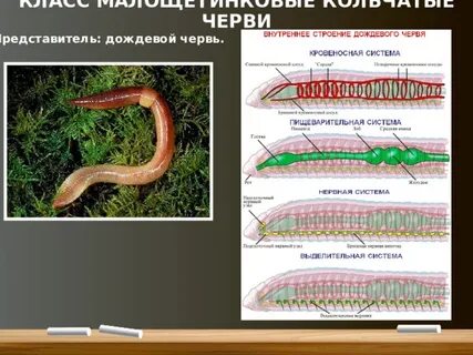Развитие червей