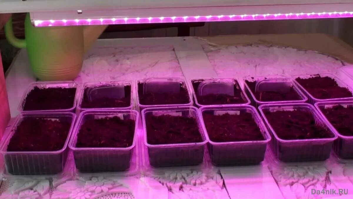 Фитолампа для рассады. Досветка рассады. Досветка рассады петунии. Лампы для растений 140вт. Рассада петуний под фитолампой.