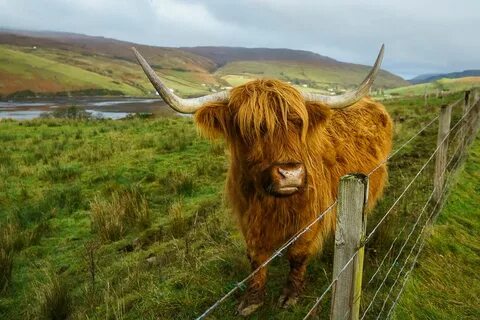 Highland coo